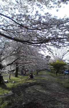 上大島キャンプ場春