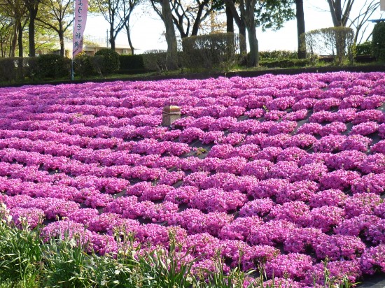 紙サイズ＆芝桜 005