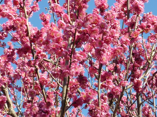 アップで撮ると花の密度がすごいです