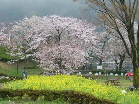 菜の花もたくさん咲いています