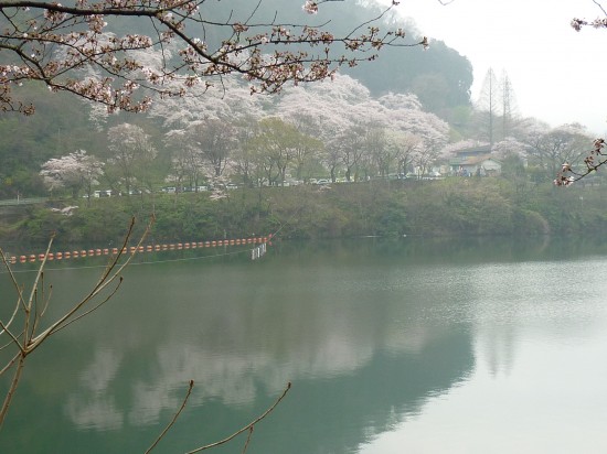 城山ダムの向こう側（花の苑地）を撮ると水面にも桜が♪