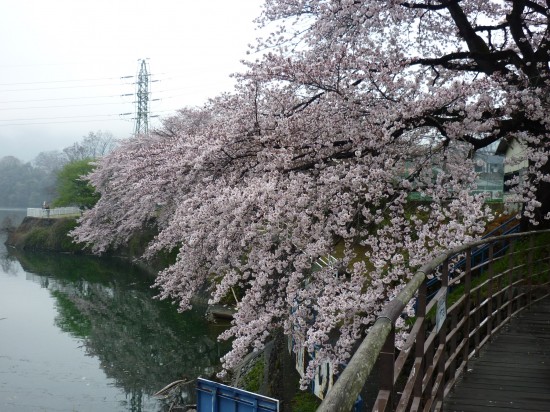 津久井湖と桜のコラボも素敵です