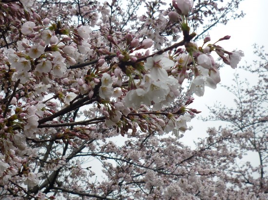 津久井桜まつり 012