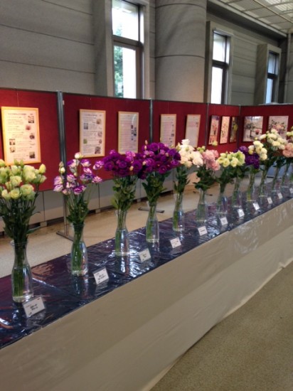 ２階の展示スペースでは様々な種類のトルコギキョウが美を競い合っていました。