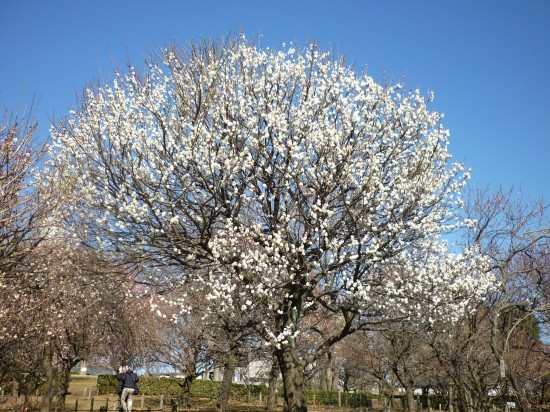 １ヶ所目の相模原北公園　梅が咲き始めていました。