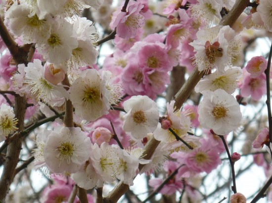 この木は１本で白とピンクの両方の花が咲いていました。