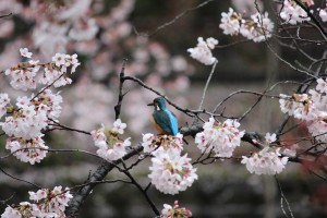 鹿沼公園のカワセミ＆桜