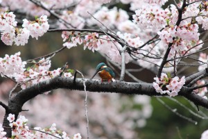 鹿沼公園のカワセミ＆桜2
