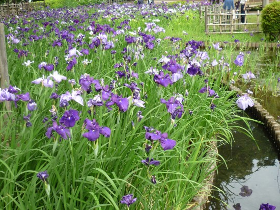 こんなにたくさんの花が、きれいに並んで咲いています。