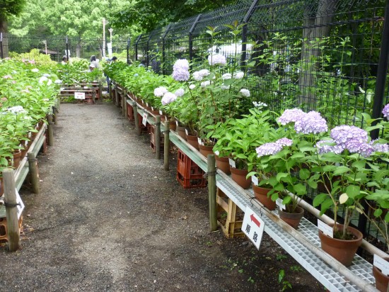 鉢植えのアジサイが展示されていました。