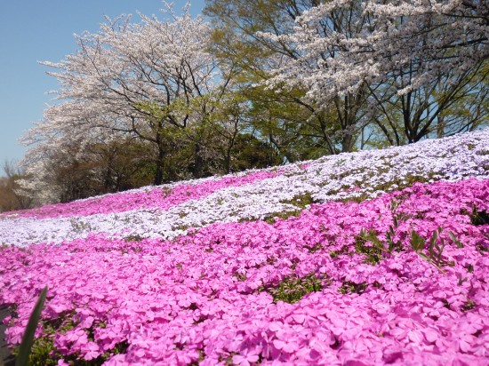 傾斜の上の桜と比べ、かなり濃いピンクです。