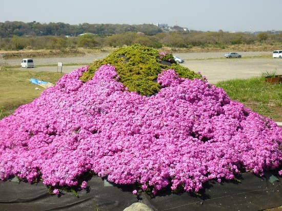 立派な芝ざくら富士です