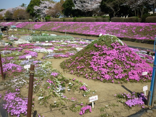 富士山と富士五湖周辺を表現しています。力作ですね～