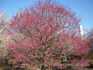 相模原北公園第２駐車場側の１本