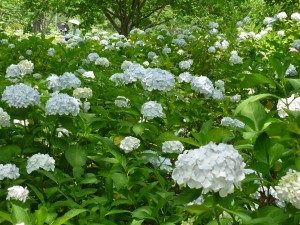 ｱｼﾞｻｲ･ﾛｰｽﾞ＆菖蒲300610 007