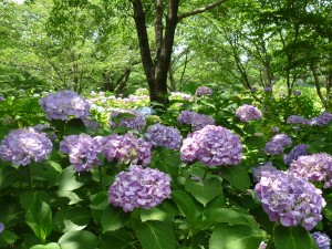 ｱｼﾞｻｲ･ﾛｰｽﾞ＆菖蒲300610 006