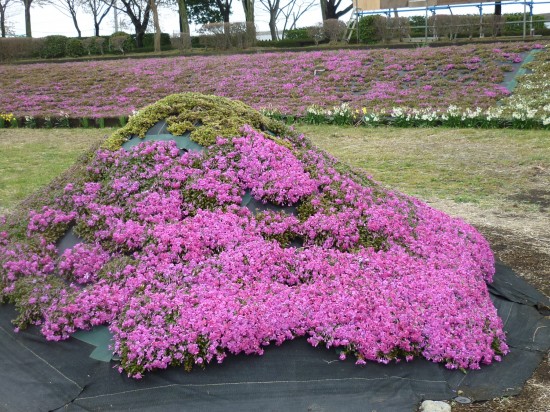 芝桜2019 008