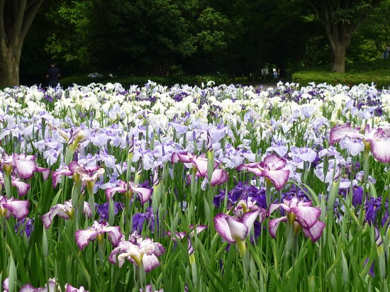 相模原公園　菖蒲202006 006