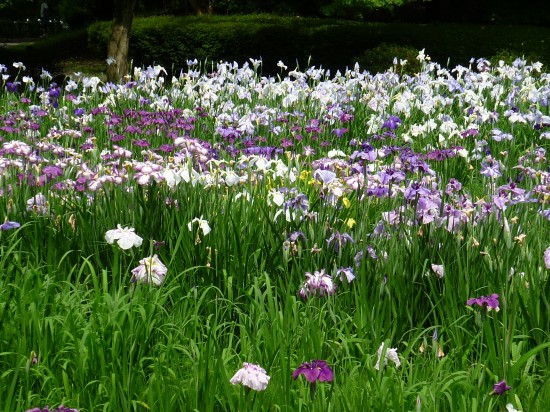 相模原公園　菖蒲202006 001