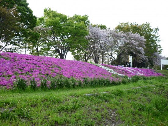 芝桜 001